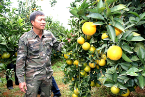 Vua cam Trần Văn Tuyên sở hữu 17 ha, đang áp dụng toàn bộ theo tiêu chuẩn Viet Gap, giữ thương hiệu Cam Cao Phong.

