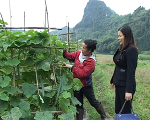 Cán bộ hội nông dân huyện Lương Sơn  cùng nông dân xã Tân Vinh kiểm tra sự phát triển của dưa chuột nhật.


