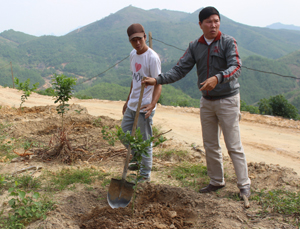Giám đốc Công ty TNHH MTV Phương Bắc trên vườn bưởi mới trồng tại xóm Cỏ (Mỹ Thành - Lạc Sơn)

