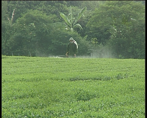 Đội sản xuất số 7, Công ty TNHH MTV Sông Bội coi trọng sử dụng thuốc BVTV đúng quy định cho diện tích trồng chè, đảm bảo chất lượng sản phẩm khi thu hái.