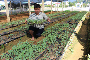 HTX dịch vụ nông nghiệp Hạ Bì (Kim Bôi) đảm bảo việc làm và thu nhập cho thành viên tổ sản xuất các loại giống cây trồng từ 3 triệu đồng/tháng/thành viên. 

ảnh: Thành viên HTX chăm sóc giống rau su hào vụ đông.

