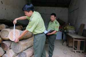 Hạt Kiểm lâm huyện Lạc Sơn phát hiện và tịch thu nhiều hàng hóa vi phạm thuộc nhóm gỗ quý hiếm.