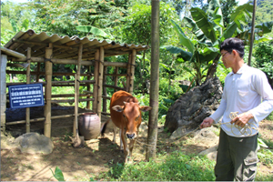 Hộ nghèo xóm Ưng, xã Phú Vinh được Dự án Giảm nghèo hỗ trợ bò sinh sản cải thiện sinh kế.