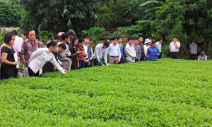 Theo kế hoạch, toàn huyện Lạc Thủy sẽ trồng mới trên 150 ha cây chè và cây ăn quả chủ lực.