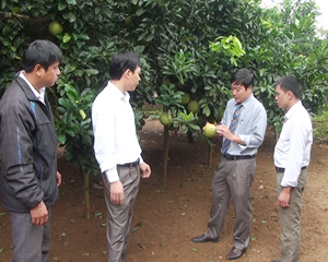 Cán bộ Chi cục BVTV tỉnh hướng dẫn nông dân xã Thanh Hối (Tân Lạc) cách chăm sóc, bảo quản bưởi khi đến vụ thu hoạch.