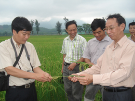 Nhờ ứng dụng KHKT vào sản xuất nông nghiệp, diện tích gieo trồng của huyện Kim Bôi luôn tăng năng suất và sản lượng.