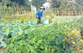 Nhiều hộ gia đình xã Hợp Hoà tham gia trồng rau theo phương thức sản xuất nông nghiệp hữu cơ.