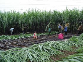Cao Phong đã có những bước phát triển mạnh mẽ nhờ các loại cây trồng có giá trị kinh tế cao.