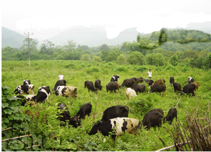 Trang trại chăn nuôi bò sữa - một trong những định hướng phát triển kinh tế trang trại được lựa chọn xây dựng điểm trong năm 2010./.

