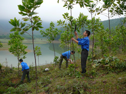 Tuổi trẻ Lạc Thủy tích cực tham gia trồng, chăm sóc, bảo vệ rừng