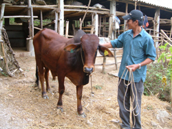 Nhờ vốn vay ngân hàng nhiều gia đình nông dân ở Tân Lạc đã đầu tư chăn nuôi theo hướng hàng hoá hiệu quả.
