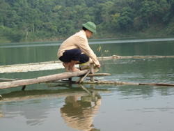 Bà con vùng hồ Sông Đà phát triển nghề nuôi cá lồng góp phần tăng thu nhập cho các hộ gia đình
