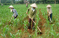 Bà con nông dân xóm Lầu xã Mai Hạ - Mai Châu chăm sóc ngô đông trên đất bãi

