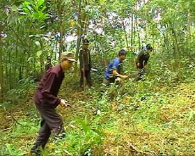 Người dân ở huyện Lạc Thuỷ phát triển kinh tế theo mô hình trồng rừng.