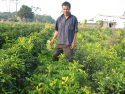 Mô hình rau ngót trồng xen cây chè của gia đình ông Đoàn Văn Sở ở xã Trung Sơn- Lương Sơn cho thu nhập mỗi năm trên 100 triệu đồng