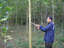90% hộ dân xã Liên Hòa (Lạc Thủy) tham gia trồng rừng kinh tế