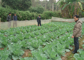 Nhân dân thị trấn Lương Sơn thực hiện mô hình trồng rau vụ đông cho thu nhập cao.