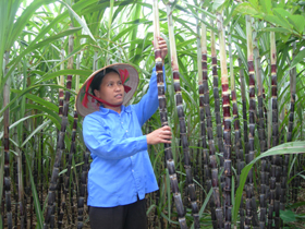 Xã Thu Phong (Cao Phong) mở rộng diện tích trồng mía cho thu nhập cao