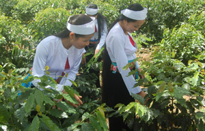 Liên kết giữa người nông dân và DN trồng cà phê- một mô hình xây dựng nông thôn mới tại các xã vùng cao huyện Lạc Sơn.