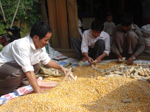 Nhân dân xã Giáp Đắt (Đà Bắc) thu hoạch ngô, năng suất cả năm đạt trên 43 tạ/ha.
