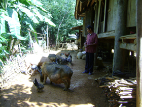Mô hình nuôi lợn bản địa cho thu nhập cao của CCB xóm Mè II, xã Bình Chân (Lạc Sơn).
