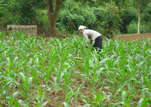 Nhân dân xã An Bình ( Lạc Thuỷ) chăm sóc cây trồng vụ đông