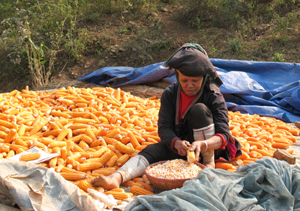 Nông dân xã vùng cao Ngổ Luông (Tân Lạc) được mùa ngô.