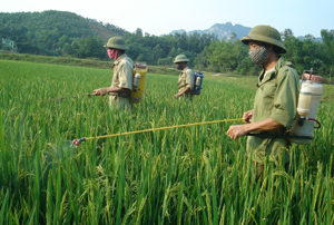 Nông dân xã Yên Bồng (Lạc THuỷ) đồng loạt ra quân phun thuốc trừ rầy