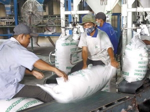 Xuất khẩu gạo tại xí nghiệp chế biến lương thực Càng Long, thị trấn Càng Long, huyện Càng Long.