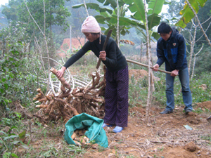 Nông dân xã Bình Hẻm thu hoạch sắn cao sản