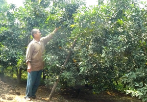 Lão nông Bùi Văn Tiến bên vườn cam của mình.