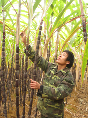 Chỉ có 7.000m2 trồng khoảng 45 nghìn cây mía tím, gia đình ông Đinh Công Làn ở xóm Chù Bụa, xã Mỹ Hòa (Tân Lạc) thu hoach tới 270 triệu đồng.