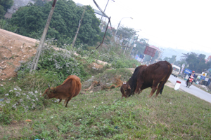 Trong những ngày rét đậm rét hại tình trạng thả rông trâu, bò ở thị trấn Kỳ Sơn vẫn diễn ra.