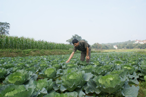 Mô hình sản xuất rau sạch của nông dân xóm Nghĩa,  thị trấn Vụ Bản (Lạc Sơn) cho năng suất, hiệu quả kinh tế cao.