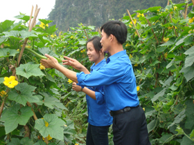 ĐV-TN xã Lạc  Lương (Yên Thủy) chủ động đưa những loại cây trồng có giá trị kinh tế cao xuống đồng ruộng.