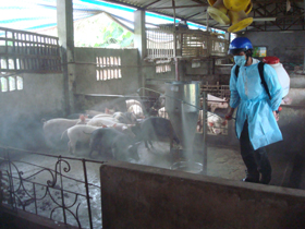 Cán bộ Trạm thú y TPHB chủ động phun thuốc khử trùng tiêu độc phòng chống dịch tại các hộ chăn nuôi.