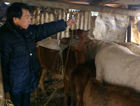 Cán bộ trạm thú y huyện Cao Phong thường xuyên xuống địa bàn kiểm tra tình hình dịch bệnh LMLM.