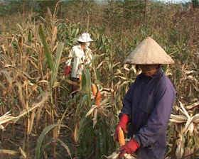 Nhân dân xã Toàn Sơn (Đà Bắc) thu hoạch ngô.