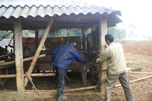 Hộ gia đình ông Bùi Văn Phương, xóm Tiềng, xã Bắc Phong cho trâu ăn nhiều bữa trong ngày giúp tăng sức đề kháng cho đàn vật nuôi.