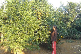 Từ nguồn vốn phát triển sản xuất, nhiều hộ gia đình ở Cao Phong đầu tư trồng cam đem lại hiệu quả kinh tế cao.