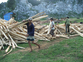 Đẩy mạnh phát triển trồng rừng đã tạo động kực phát triển kinh te ở Lạc Hưng ( Lạc Thuỷ).