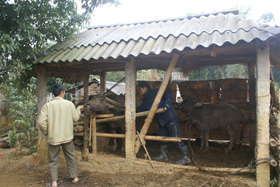 Cán bộ trạm thú y tiêm vắc xin LMLM cho đàn gia súc tại xã Bắc Phong (Cao Phong).
