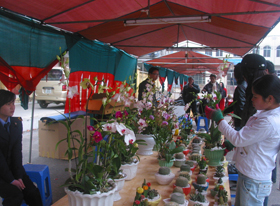 Hội hoa Xuân Tân Mão năm 2011 – Hoà Bình thu hút nhân dân đến tham quan, mua sắm.