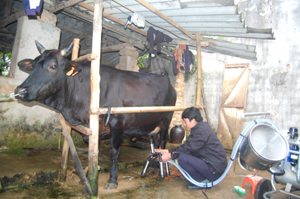Đàn bò của gia đình anh Nguyễn Văn Thắng – xóm Đồng Sẽ vẫn cho khai thác đều đặn 2 lần/ngày. 
               
