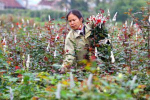 Người dân xã Trung Minh (TP Hòa Bình) trồng hoa phục vụ Tết Nguyên đán