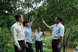 Các đồng chí lãnh đạo huyện Tân Lạc và xã Nam Sơn thăm mô hình trồng quýt cổ của các hộ gia đình