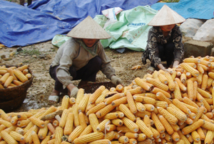 Từ nguồn vốn của Ngân hàng CSXH Cao Phong, nhiều hộ gia đình xã Thu Phong (Cao Phong) đầu tư trồng mía đem lại hiệu quả kinh tế cao.