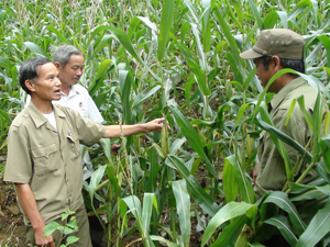 Cán bộ, hội viên Hội CCB xã Ngọc Sơn thăm mô hình  trồng ngô của CCB Bùi Văn Ly  ở xóm Cha.