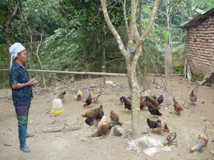 Hộ nông dân xóm Mùn, xã Địch Giáo (Tân Lạc) áp dụng mô hình nuôi gà thả vườn theo hướng an toàn sinh học.