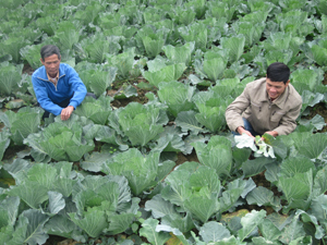 Người trồng rau xóm Hải Sơn chờ thu hoạch rau đúng dịp Tết.